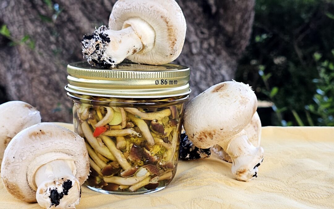 Funghi sott'olio