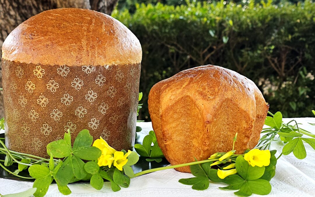 Panettone gastronomico per pan canasta